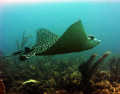   This humongous Eagle Ray passed me while was conducting reef evaluation local NGO Uvero Reefs Quintana Roo. She about 2m wide biggest Ive ever seen Roo  